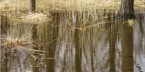 In the Heart of the Rainy Season: The New (Stayed) Clean Water Rule Covers Vernal Pools in California