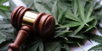 Roundup of New Cannabis Laws in California